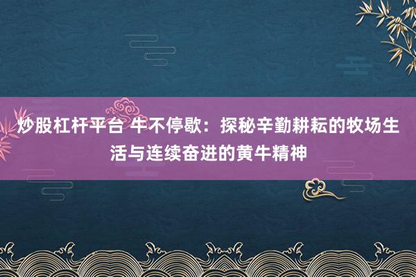 炒股杠杆平台 牛不停歇：探秘辛勤耕耘的牧场生活与连续奋进的黄牛精神